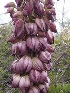 Image of chaparral yucca