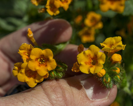 Image of largeflowered fiddleneck