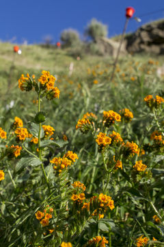 Image of largeflowered fiddleneck