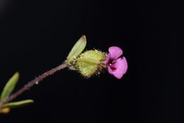 Plancia ëd <i>Mimulus rattanii</i> ssp. <i>decurtatus</i>