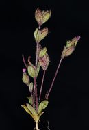 Plancia ëd <i>Mimulus rattanii</i> ssp. <i>decurtatus</i>