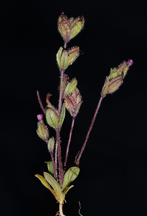 Image of <i>Mimulus rattanii</i> ssp. <i>decurtatus</i>