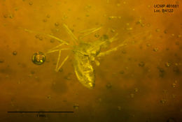 Image of midges