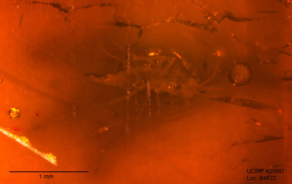 Image of gall midges and wood midges