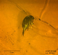 Image of Microscapha