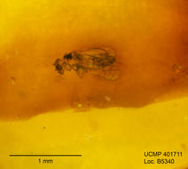 Image of biting midges