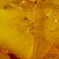 Image of gall midges and wood midges