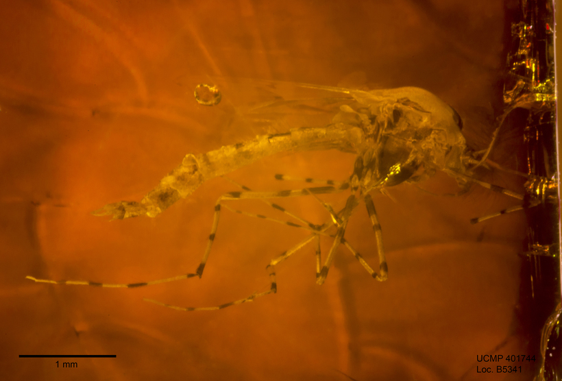 Image de Chironomidae