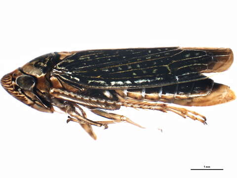 Image of Cicadellini