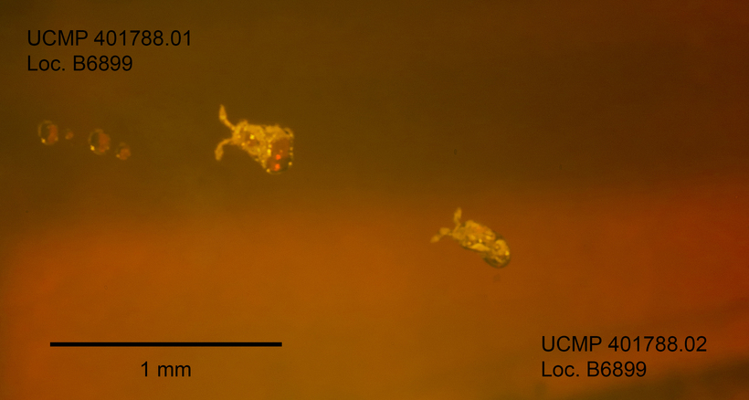 Image of springtails