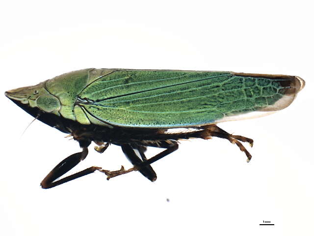 Image of Cicadellini