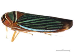 Image of Cicadellini