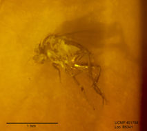 Image of scuttle flies