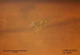 Image of pteromalids