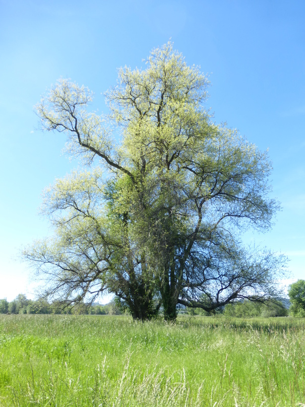 Image de Salix laevigata Bebb