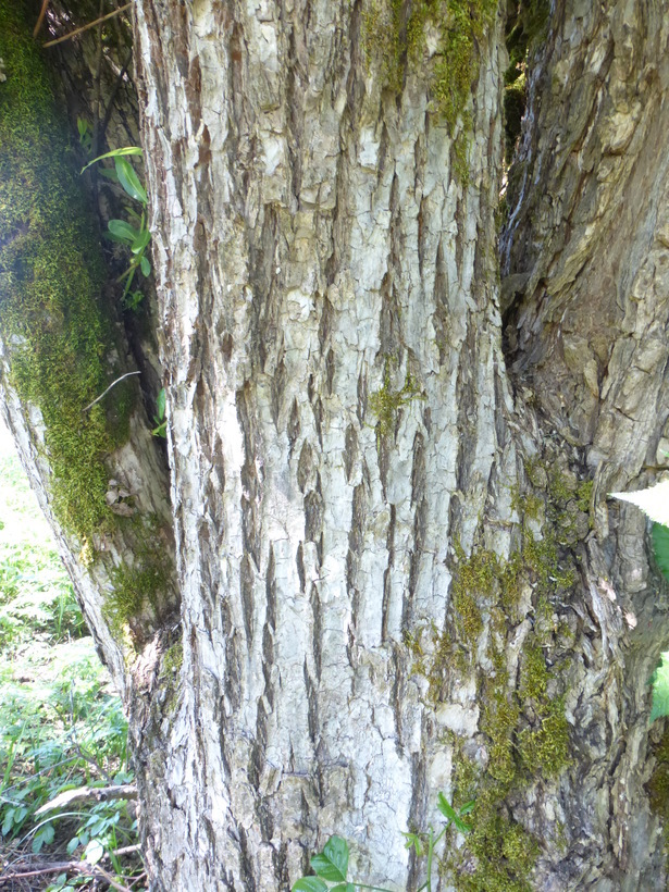 Image de Salix laevigata Bebb