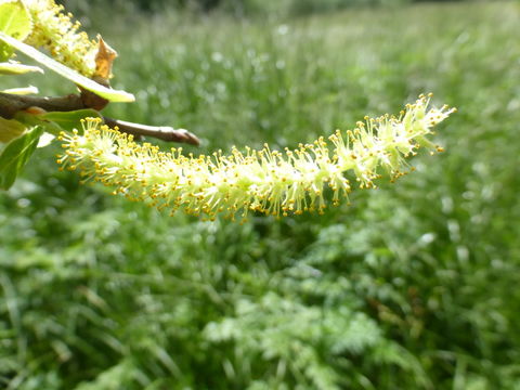 Image de Salix laevigata Bebb