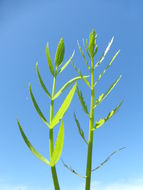 Image of hemlock waterparsnip