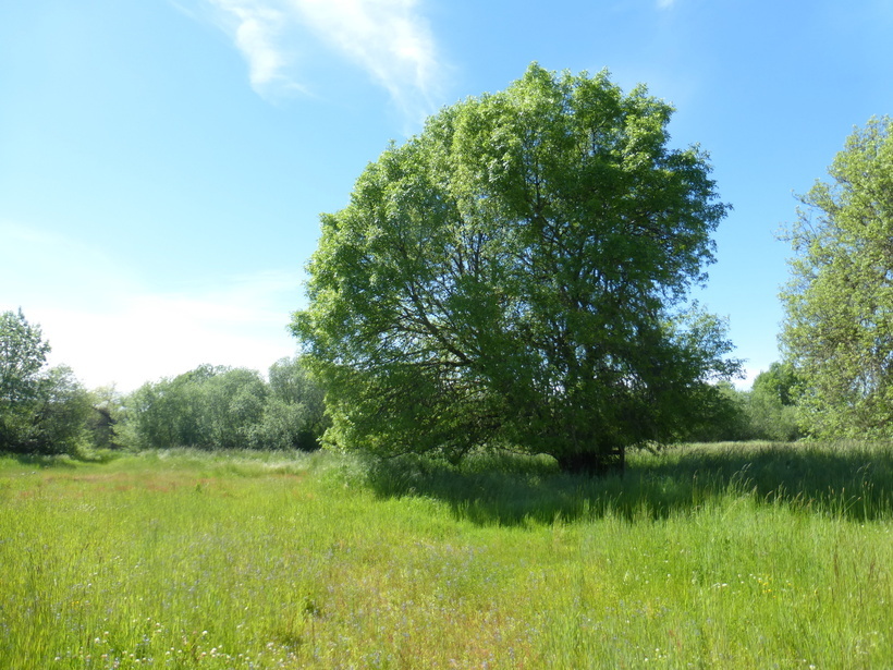 Image of Oregon Ash