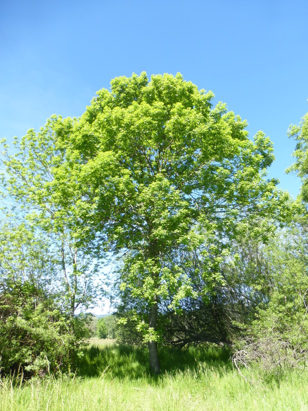 Image of Oregon Ash