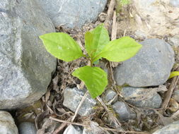 Слика од Fraxinus latifolia Benth.