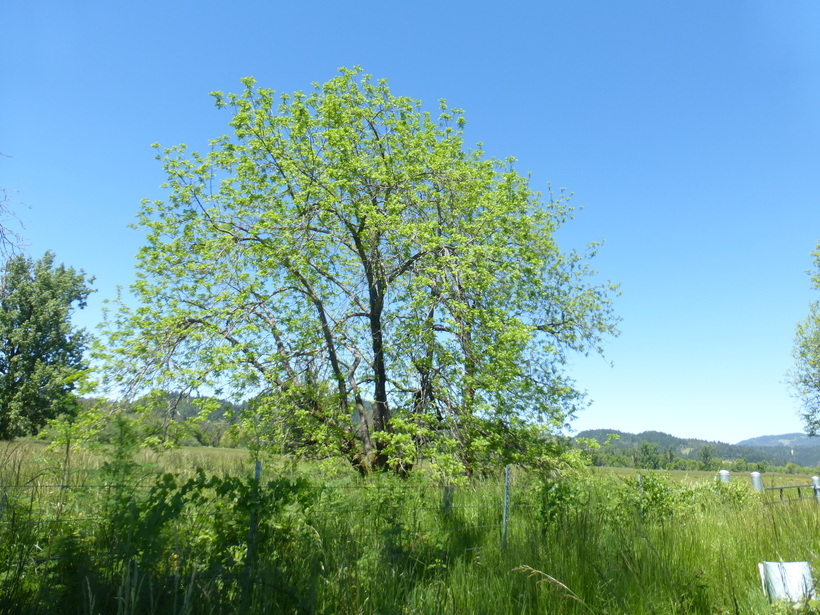 Sivun Juglans californica S. Wats. kuva