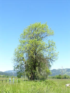 Image of Northern California Black Walnut