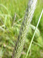 Image of meadow foxtail