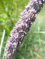 Image of meadow foxtail