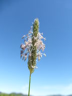 Image of meadow foxtail