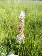 Image of meadow foxtail