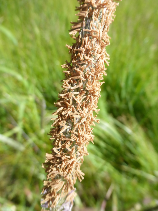 Image of meadow foxtail