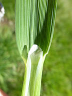 Image of American sloughgrass