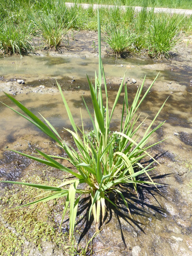 Image of American sloughgrass