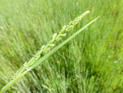 Слика од Beckmannia syzigachne (Steud.) Fernald