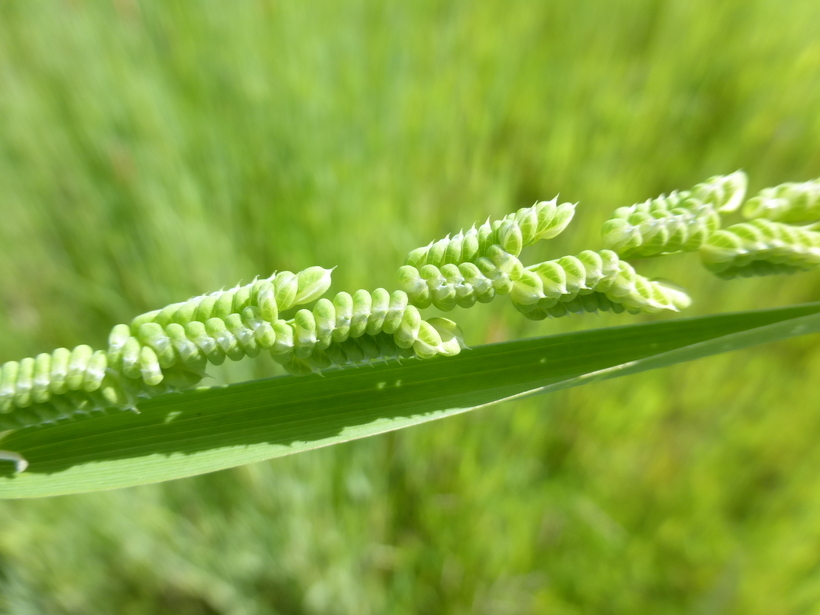 Image of American sloughgrass