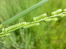 Image of American sloughgrass