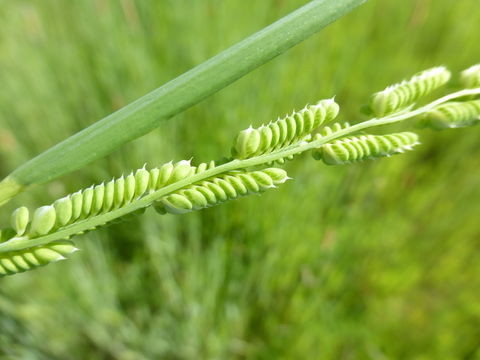 Слика од Beckmannia syzigachne (Steud.) Fernald