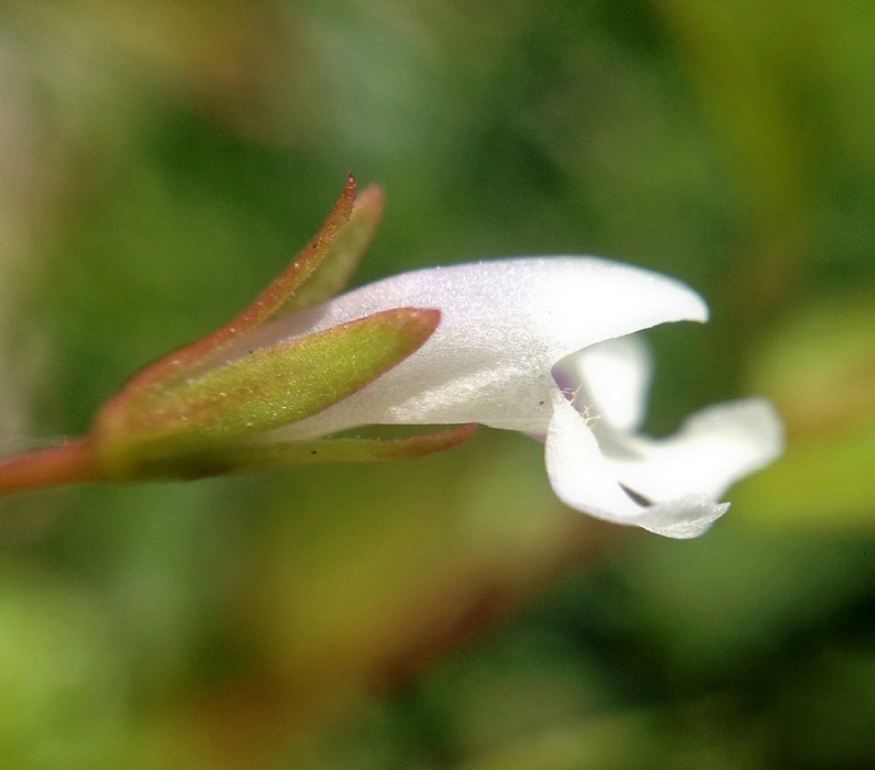 Image of yellowseed false pimpernel