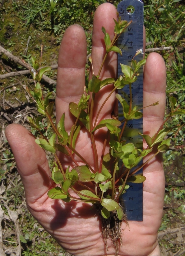 Image de Lindernia dubia (L.) Pennell