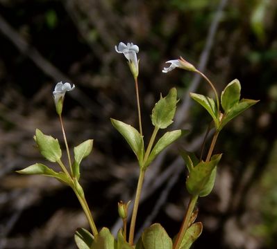 Image of yellowseed false pimpernel