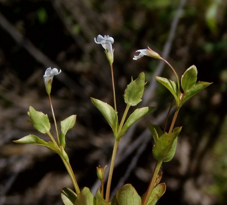 Image de Lindernia dubia (L.) Pennell