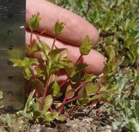 Image of yellowseed false pimpernel