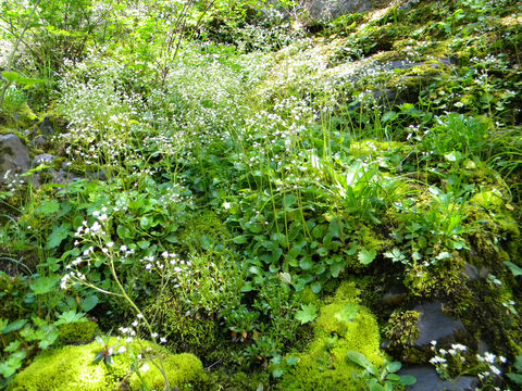 Image of Hupa Valley Pseudosaxifrage