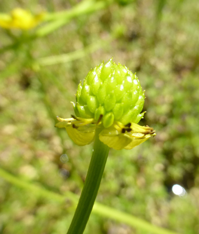 Image of <i>Ranunculus <i>alismifolius</i></i> var. alismifolius