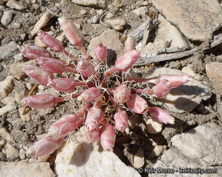 Image of bitter root