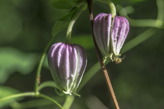 Imagem de Clematis morefieldii R. Kral