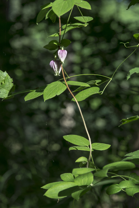 Sivun Clematis morefieldii R. Kral kuva