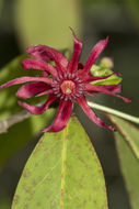 Image de Illicium floridanum Ellis