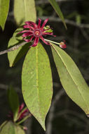 Image de Illicium floridanum Ellis